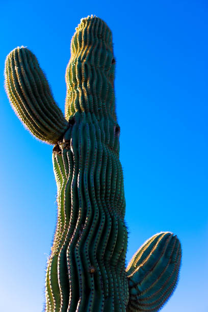 Arizona: Lone Saguaro, Blue Background, Close-Up Copy Space
