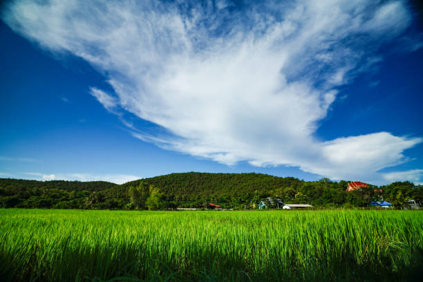 breathtaking wild of rice fields and mountains cloud blue sky, surrounded by trees perfect escape into nature's beauty countryside