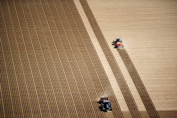 Autumn has arrived, the potatoes are frozen and they are dug with machines.
