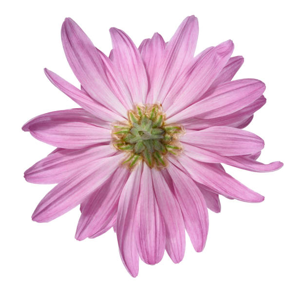 istock Pink chrysanthemum bud on isolated background, back side 2186872929