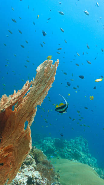 istock Funny Banner fish at a coral reef 2186874019