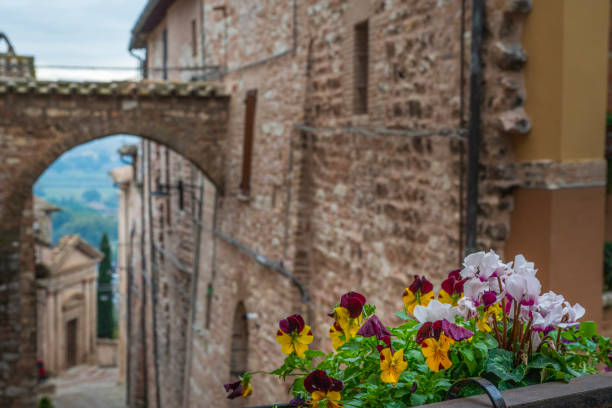 Violets in the background of the ancient village of Spello in Umbria