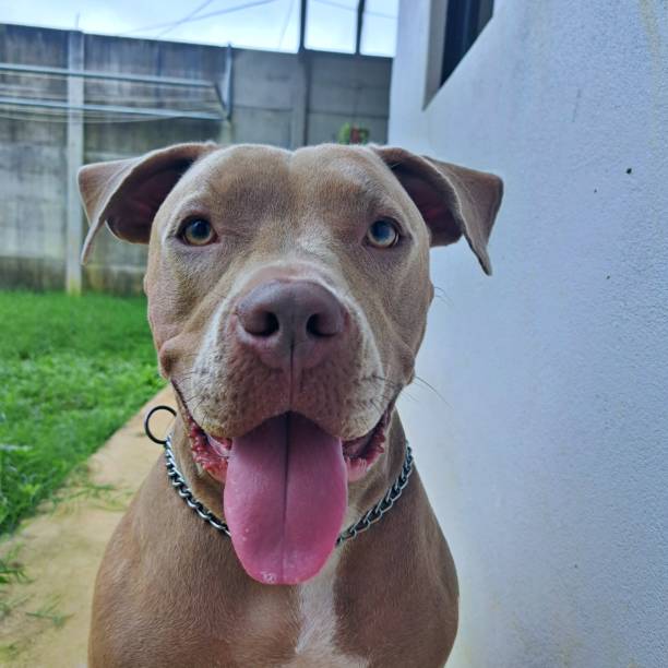 istock Happy Dog in the Yard 2186875489