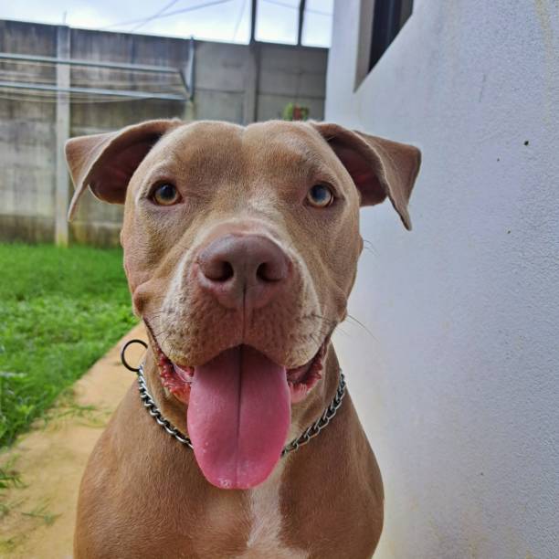 istock Happy Dog in the Yard 2186875514