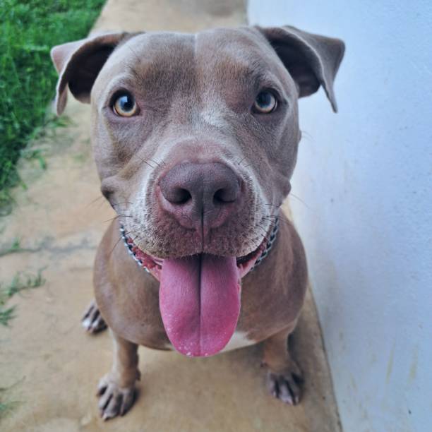 istock Happy Dog in the Yard 2186875542