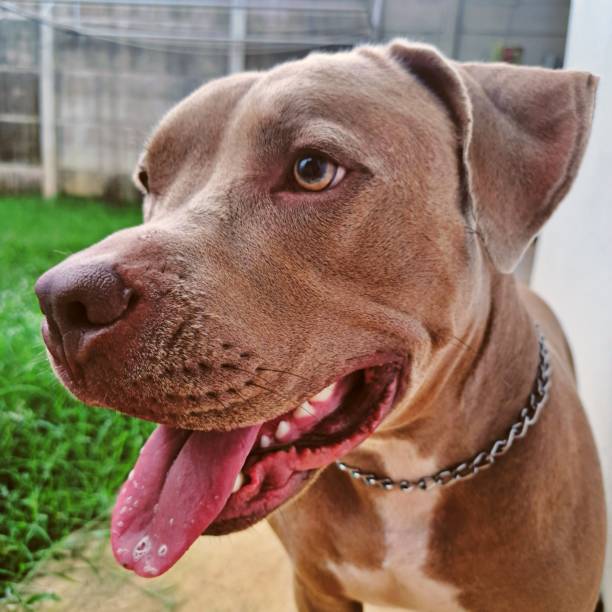 istock Happy Dog in the Yard 2186875596
