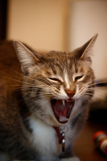 istock Maisie the tabby cat 2186875824