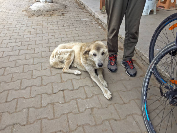 istock Cyclist and old stray dog. 2186876808