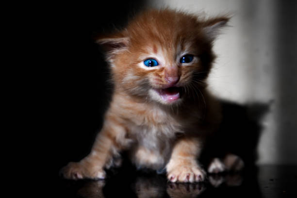 A cute kitten is meowing in a low light room.