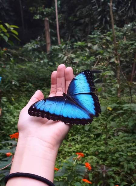 Beautiful Morpho Butterfly in Hand with Forest Background