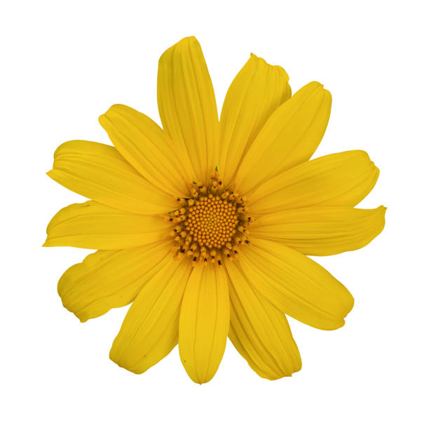 istock Tree marigold or Mexican flower Isolated on white background, clipping path 2186881136