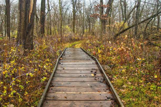 istock Wooden Footbridge on Wet Forest Trail 2186882705