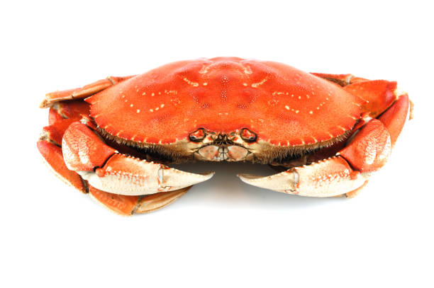 single steamed crab isolated on white background