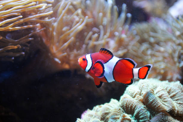 red clown fish in the coral reef