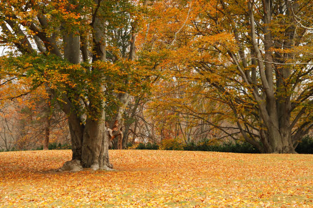 istock autumn trees and fallen leaves on the ground 2186882760