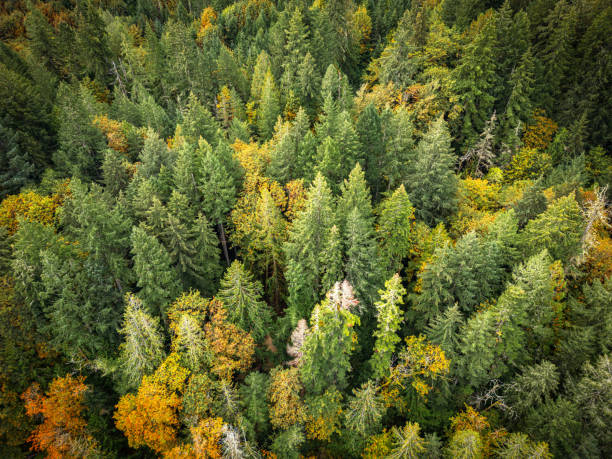istock Vancouver Island Wilderness Area 2186883352