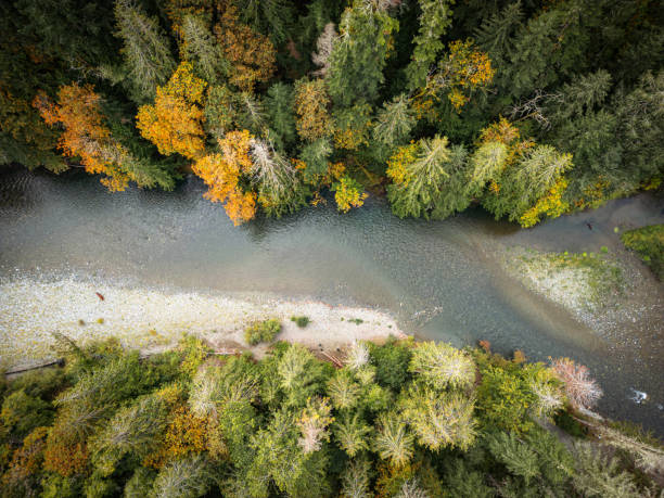 istock Vancouver Island Wilderness Area 2186883853