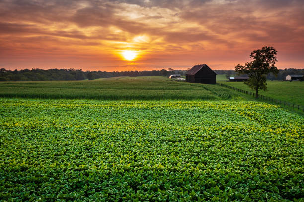 istock Tobacco farm in Kentucky 2186885045