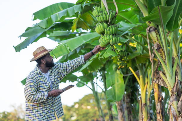 istock Farmer Inspecting Bunch of Bananas on Tree. 2186888756