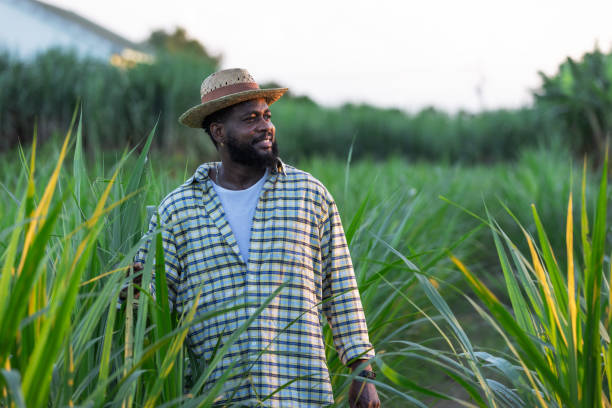istock Farmer Inspecting Napier Grass in Agricultural Field 2186888840