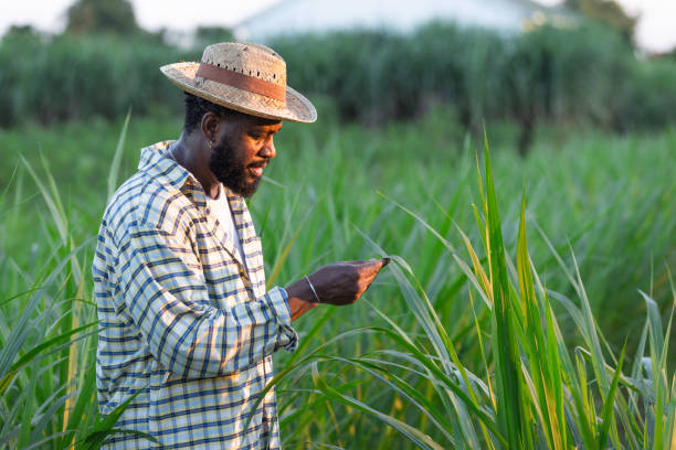 istock Farmer Inspecting Napier Grass in Agricultural Field 2186888849