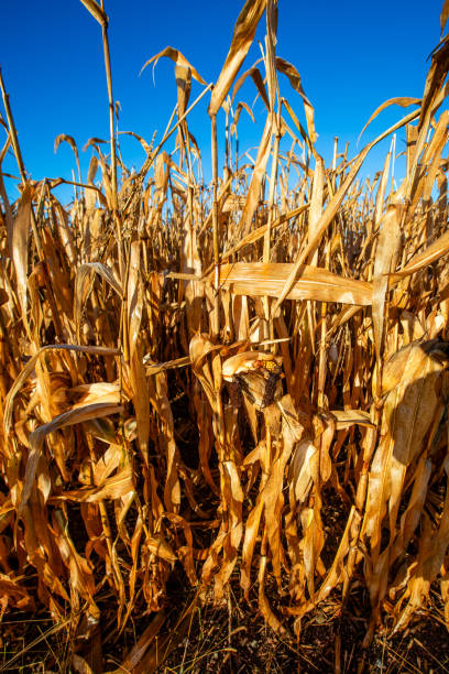 istock Wisconsin cornfield in November ready to harvest 2186889252