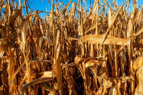 Wisconsin cornfield in November ready to harvest, horizontal