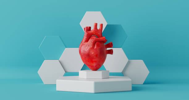 istock Human Heart Anatomy Internal Organ on a Podium. 3d Rendering 2186891960