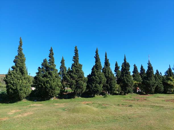 istock pine trees lined up neatly, against a backdrop of bright blue clouds 2186892547