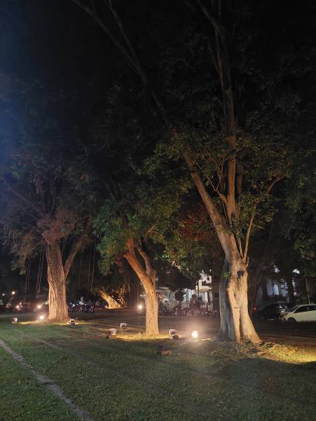 istock A large sturdy tree illuminated by yellow lights gives a spooky impression 2186892846