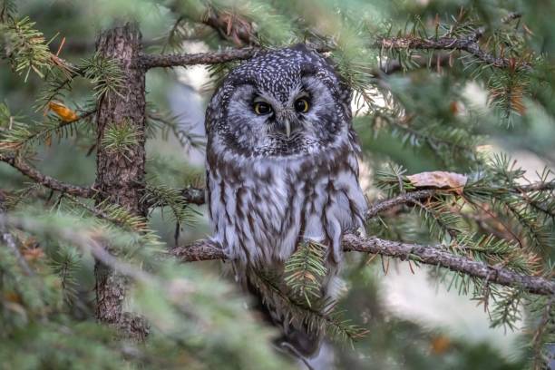 istock Closeup of a boreal owl perched on a branch 2186895095