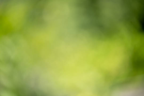 istock Defocused moving plants in the shiny windy evening, natural light 2186896740
