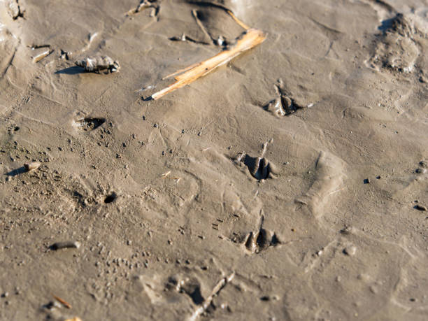 istock Bird footprints on autumn tidelands 01 2186898349