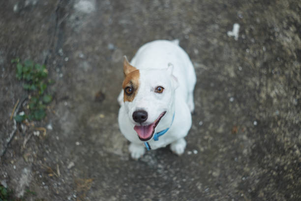 Jack Russell Terrier dog sitting on the ground and looking at camera
