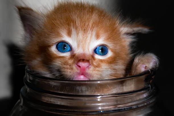 A cute kitten playing in a glass jar
