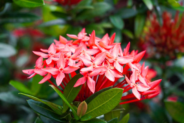 istock Beautiful red spike or ashoka flower. 2186902349