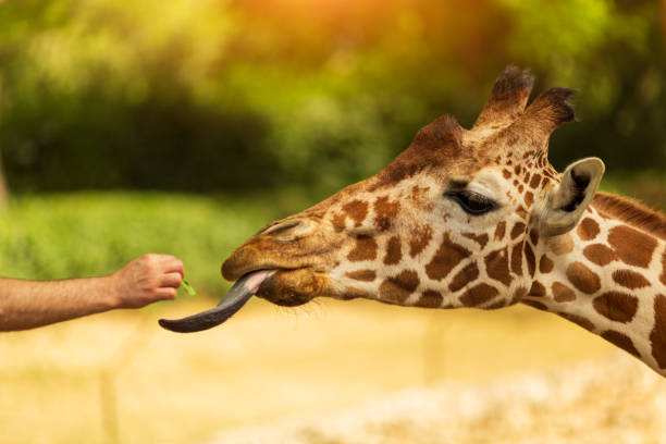 One man feeds giraffe from his hand. Giraffe sticked out tongue