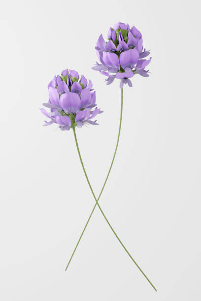 istock Bakuchiol flower white background. 2186904742