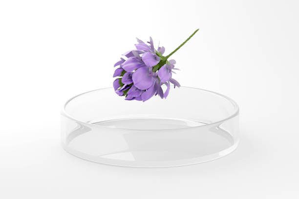 bakuchiol flower in petri dish
