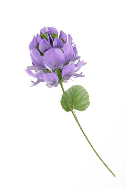 istock Bakuchiol flower white background 2186904824