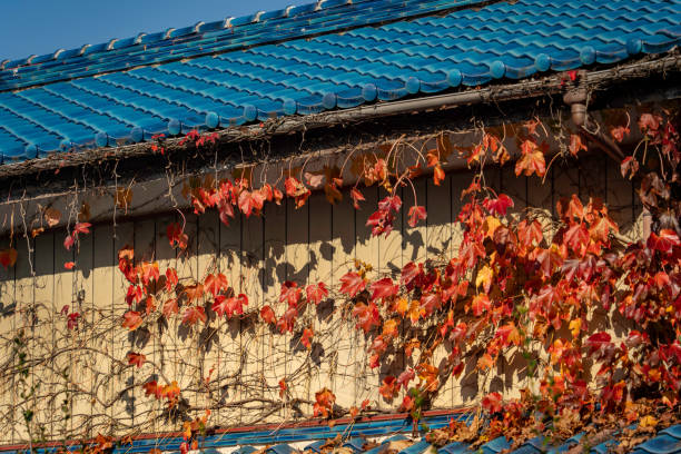 Ivy house with red autumn leaves