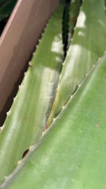 istock Agave leaves stacked at the market 2186906989