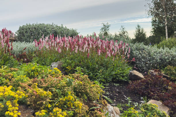 istock Rocky hill in the garden with blooming heather.Selective focus. 2186909681