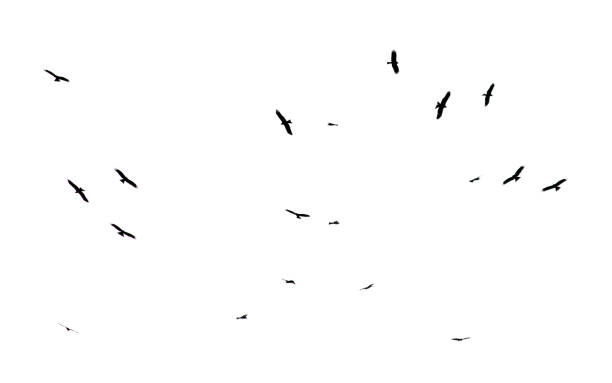 istock A flock of birds in flight isolated on a white background 2186915375