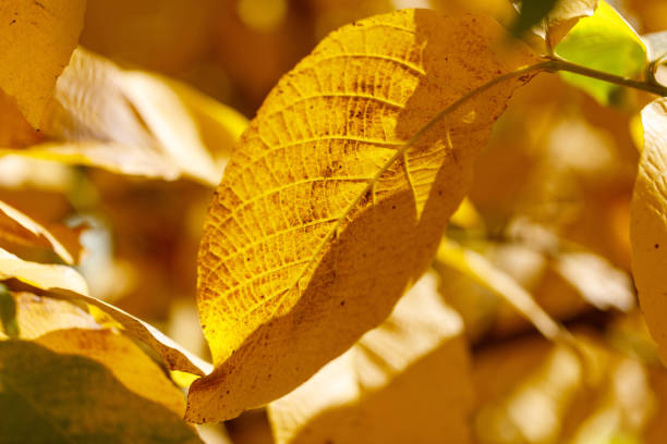 A leaf is shown in a close up, with the yellow color of the leaf being the main focus. The leaf is slightly curved, and the image has a warm, inviting mood