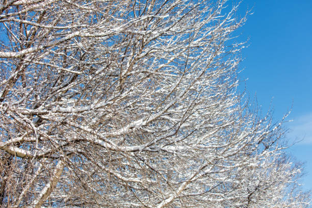 Sunlight shine through a snow covered tree