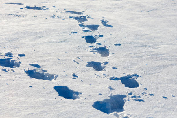 A snow covered field with footprints in the snow. The footprints are in a line and are spread out across the field. The image has a peaceful and serene mood