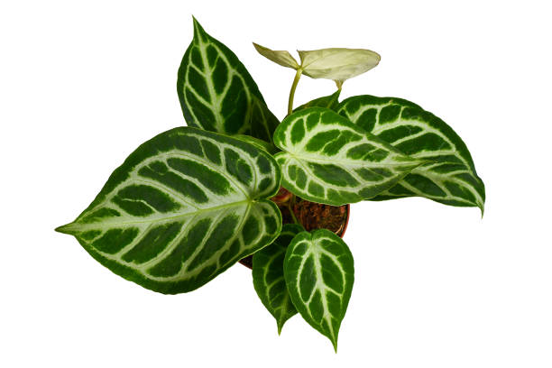istock Exotic 'Silver Blush Anthurium Crystallinum' houseplant 2186915677