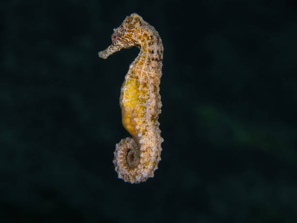 Clear underwater scene suited for wildlife, ocean, and marine conservation themes.
