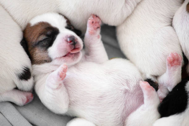 Funny Puppy sleeps with his tongue out. Little Dog jack Russell is resting